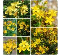 Semi di San Giovanni perenni - balcone, giardino resistenti 200pcs