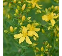semi di San Giovanni, vecchie varietà da giardino roccioso, resistenti selvatici al pieno sole, 500pcs