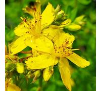 semi di San Giovanni, vecchie varietà, estremamente resistenti tappezzanti per balconi esotiche, perenni da giardino 600pcs