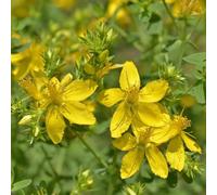 semi di San Giovanni, vecchie varietà, resistenti da esterno, perenni al pieno sole giardino, 400pcs