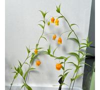 Semi di Sandersonia Aurantiaca-da balcone-da piantare appartamento-lungo periodo di per un giardino to-facile piantare vaso per-150pcs