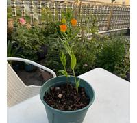 Semi di Sandersonia Aurantiaca-resistenti per giardini interni giardino to-facile da piantare da appartamento-lungo periodo di per un coltivazione 100pcs