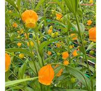 semi di Sandersonia aurantiaca serre balcone vecchie varietà per giardinieri semi di raro per i luoghi soleggiati arredamento del soggiorno Giglio lanterna 100pcs