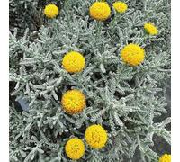 Semi di Santolina chamaecyparissus, regali da giardino per le donne semi di come per gli ospiti semi di esotiche regali per gli amanti del giardino 200pcs