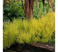 Semi di Santolina chamaecyparissus - semi di per i luoghi soleggiati raro decorazioni giardino per esterni resistenti giardini rocciosi esotico vecchie 50pcs