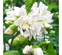 Semi di saponaria decorazione giardino selvatiche, resistenti 100pcs