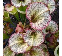 Semi di Sarracenia purpurea, carnivore resistenti per il giardino Le perenni sono rustiche per balconi 100pcs