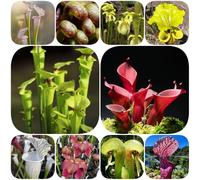 Semi di Sarracenia purpurea - vecchie varietà d'appartamento facili curare interno esotico resistenti esterno in vaso carnivoro arredamento del soggiorno balcone 120pcs