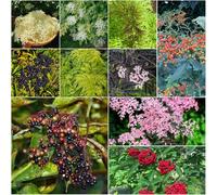 semi di saúco perenni resistenti giardino di rocce semi giardino estate resistenti montagna per 20pcs