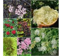 semi di saúco perenni resistenti montagna semi di giardino facile coltivazione resistenti per il giardino saúco 800pcs