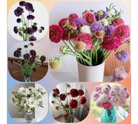 Semi di scabbia - da esterno resistenti semi di come per gli ospiti regali per gli amanti del giardino da giardino roccioso resistenti 450pcs