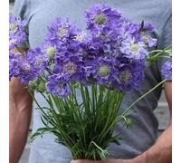 Semi di scabbia - da giardino roccioso resistenti vecchie varietà resistenti per il giardino semi di come per gli ospiti serre da balcone 30pcs