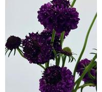 Semi di scabbia - semi di vecchie varietà giardino di resistenti per il giardino semi di come per gli ospiti decorativi 550pcs