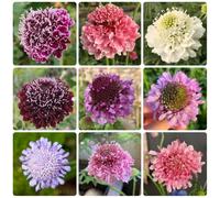 Semi di scabia, recisi, decorazioni Scabiosa atropurpurea, resistenti all'esterno Le perenni sono 400pcs