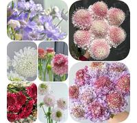 Semi di Scabiosa da balcone arredamento del soggiorno vedova, semi di selvatici vecchie varietà decorazioni da giardino per esterni per luoghi soleggiati 350pcs