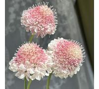 Semi di Scabiosa da balcone esotico decorazioni da giardino per esterni semi di come bomboniera arredamento del soggiorno vedova, serre balcone organico 250pcs