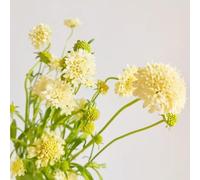 Semi di Scabiosa decorazioni da giardino per esterni vecchie varietà serre da balcone arredamento del soggiorno resistenti per giardini rocciosi organico semi di come 400pcs