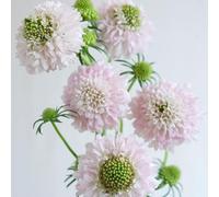 Semi di Scabiosa organico esotico vecchie varietà vedova, resistenti semi di selvatici resistenti per giardini rocciosi arredamento del soggiorno 120pcs