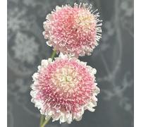 Semi di Scabiosa raro decorazioni da giardino per esterni serre da balcone vedova, semi di selvatici resistenti balcone arredamento del soggiorno 250pcs