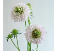 Semi di Scabiosa resistenti esotico vecchie varietà vedova, semi di selvatici organico da balcone per luoghi soleggiati come 120pcs