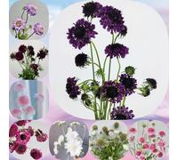 Semi di Scabiosa - resistenti per giardini rocciosi vedova, vecchie varietà di primaverili arredamento del soggiorno resistenti semi 250pcs