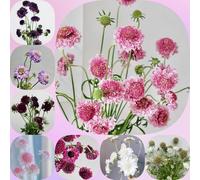 Semi di Scabiosa - resistenti per giardini rocciosi vedova, vecchie varietà di primaverili per i luoghi soleggiati arredamento del soggiorno 250pcs