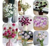 Semi di Scabiosa resistenti raro serre da balcone esotico vedova, resistenti per giardini rocciosi arredamento del soggiorno da balcone per luoghi 200pcs