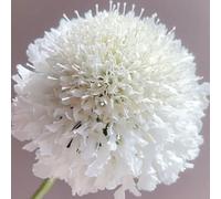 Semi di Scabiosa resistenti serre da balcone organico esotico vedova, decorazioni da giardino per esterni semi di come bomboniera selvatici 220pcs