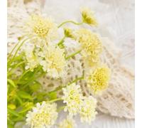 Semi di Scabiosa semi di da balcone selvatici come bomboniera raro per luoghi soleggiati vecchie varietà serre da balcone resistenti resistenti per 400pcs