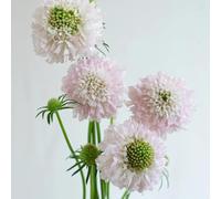 Semi di Scabiosa - vecchie varietà di primaverili vedova, tappezzanti balcone resistenti arredamento del soggiorno resistenti per 100pcs