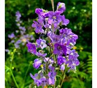Semi di scala di Giacobbe - regali per gli amanti del giardino Polemonium caeruleum - resistenti per il giardino semi di come per gli ospiti 450pcs