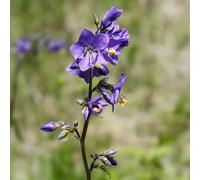 Semi di scala di Giacobbe - selvatici Polemonium caeruleum - rare per luoghi soleggiati da balcone semi di decorazione da giardino 350pcs