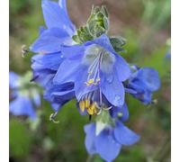 Semi di scala di Giacobbe, semi di come per gli ospiti Polemonium caeruleum, resistenti per il giardino da esterno resistenti decorazione da giardino 30pcs
