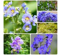 Semi di scala di Giacobbe, semi di come per gli ospiti Polemonium caeruleum, semi di farfalle selvatici da giardino 500pcs