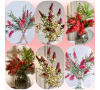 Semi di scovolino, Callistemon rigidus, regali da giardino per le donne semi rari per luoghi soleggiati da esterno 120pcs