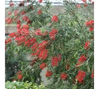 Semi di scovolino - esotiche Callistemon rigidus - sempreverdi semi di insieme regali per gli amanti del giardino per luoghi soleggiati vecchie 80pcs