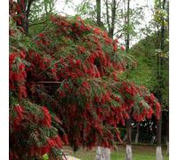Semi di scovolino - insieme Callistemon rigidus - vecchie varietà sempreverdi per giardino di aromatiche esotiche per luoghi soleggiati 200pcs
