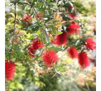 Semi di scovolino - per luoghi soleggiati Callistemon rigidus - insieme resistenti all'esterno da giardino roccioso resistenti arbusti fioriti 50pcs