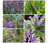 Semi di Scutellaria, semi di medicinali Scutellaria baicalensis, da giardino roccioso resistenti giardino esotiche giardino sul balcone 150pcs