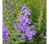 Semi di Scutellaria - semi di medicinali Scutellaria baicalensis - semi di da cucina 50pcs