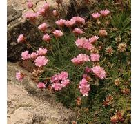 semi di seconda mano medicinali bonsái ombra resistenti, perenni resistenti, adatti per 150pcs