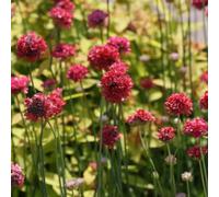 semi di seconda mano prato adatto per il bonsái giardino 250pcs