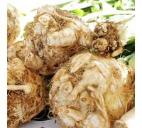 Semi di sedano rapa, balcone con giardino sul balcone giardino semi di sedano invernali vecchie varietà resistenti raro orticole sostenibili 120pcs