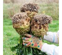 Semi di sedano rapa, semi di raro giardino resistenti invernali antiche varietà verdi vecchie varietà per gli amanti del 200pcs