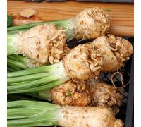 Semi di sedano rapa, semi di vecchi semi di vecchie varietà esotiche 400pcs