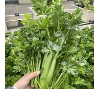 Semi di sedano - sedano rapa, antiche varietà giardino, resistenti, longeve biologico balcone con interna rampicanti d'appartamento 400pcs