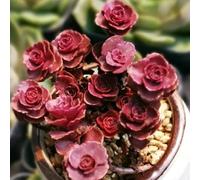 Semi di sedum, antiche varietà, biologici di sedum per tetti verdi, perenne resistente esotiche d'appartamento 250pcs