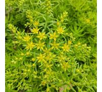 Semi di sedum - d'appartamento che purificano l'aria Il sedum semi resistenti, semi di Le grasse sono resistenti il sedum germoglia sul tetto verde Le 60pcs