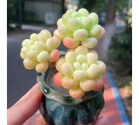 Semi di sedum - le da giardino roccioso sono resistenti Il sedum semi resistenti, esotiche resistenti Le grasse sono resistenti perenne 400pcs