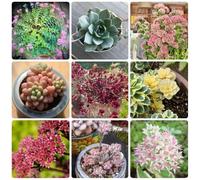 Semi di sedum - Le grasse sono resistenti Il sedum semi resistenti d'appartamento che purificano l'aria decorazione del soggiorno esotiche 600pcs